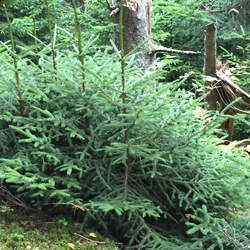 Picea mariana x rubens Black x Red Spruce Hybrid seed for sale 